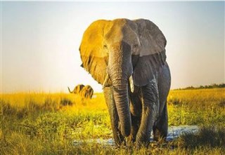 Safari Cruise along the Zambezi River
