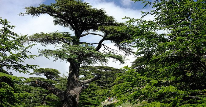Cedars of Lebanon, Kozhaya, and Becharreh Day Trip