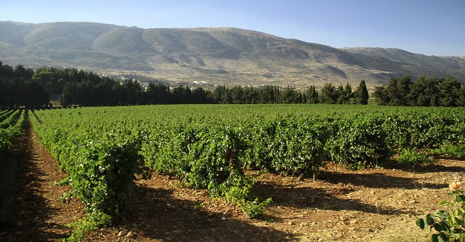 Wineries of Lebanon Day Trip (Without Lunch)