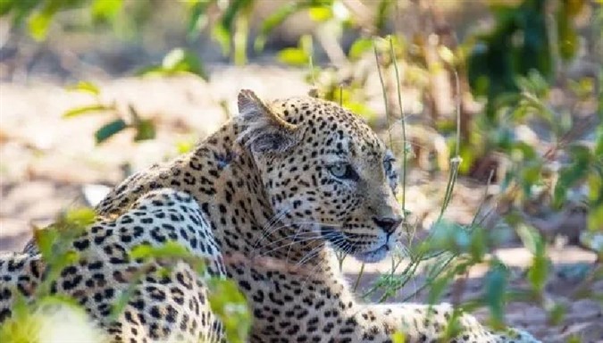 Safari Cruise along the Zambezi River